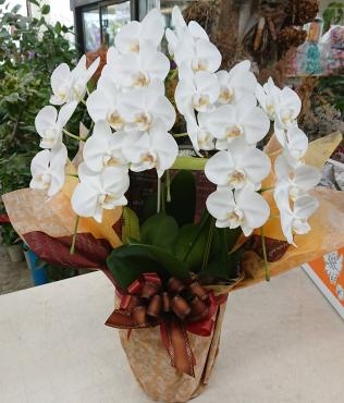 開店祝い ミディ胡蝶蘭♪｜「愛花」　（愛媛県松山市の花キューピット加盟店 花屋）のブログ