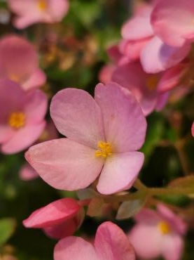 ご相談承ります｜「花里」　（神奈川県逗子市の花キューピット加盟店 花屋）のブログ