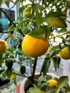 ハロウィンの思い出｜「花里」　（神奈川県逗子市の花キューピット加盟店 花屋）のブログ