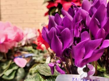 紫｜「花里」　（神奈川県逗子市の花キューピット加盟店 花屋）のブログ