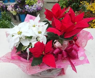 お誕生日祝い ポインセチア＆プリンセチア♪｜「愛花」　（愛媛県松山市の花キューピット加盟店 花屋）のブログ