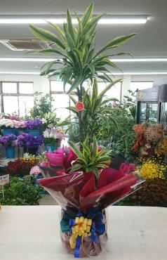 開店祝い 観葉植物「ドラセナ ワーネッキー レモンライム」♪｜「愛花」　（愛媛県松山市の花キューピット加盟店 花屋）のブログ