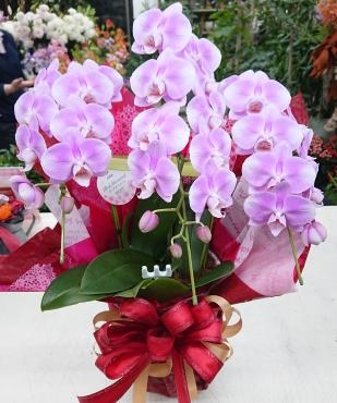 ミディ胡蝶蘭「ピンクマーメイド」就任祝い♪｜「愛花」　（愛媛県松山市の花キューピット加盟店 花屋）のブログ