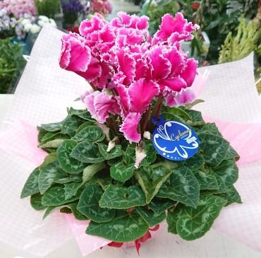 お歳暮 シクラメン♪｜「愛花」　（愛媛県松山市の花キューピット加盟店 花屋）のブログ