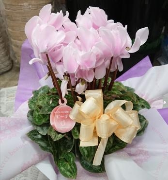 ご命日のお供えに シクラメン｜「愛花」　（愛媛県松山市の花キューピット加盟店 花屋）のブログ