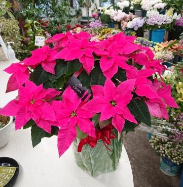 年末のご挨拶に プリンセチア♪｜「愛花」　（愛媛県松山市の花キューピット加盟店 花屋）のブログ