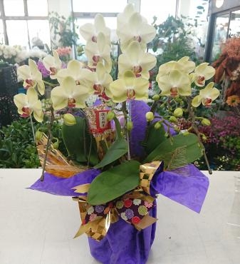 2023年 年始営業開始のお知らせ★｜「愛花」　（愛媛県松山市の花キューピット加盟店 花屋）のブログ