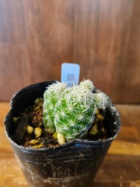 多肉植物たち｜「花里」　（神奈川県逗子市の花キューピット加盟店 花屋）のブログ