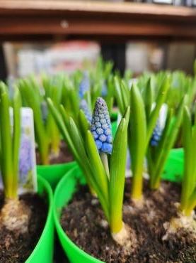 春｜「花里」　（神奈川県逗子市の花キューピット加盟店 花屋）のブログ