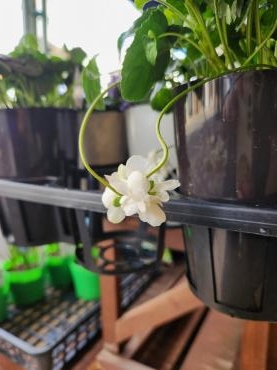 春の香り｜「花里」　（神奈川県逗子市の花キューピット加盟店 花屋）のブログ