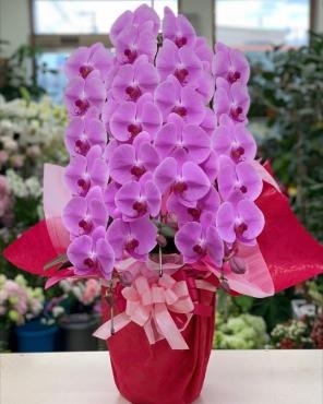 お祝い 胡蝶蘭 ピンク♪｜「愛花」　（愛媛県松山市の花キューピット加盟店 花屋）のブログ