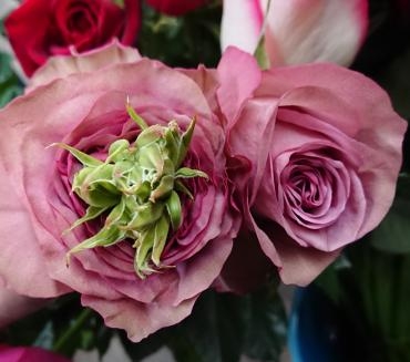 グリーンアイ 出現中☆｜「愛花」　（愛媛県松山市の花キューピット加盟店 花屋）のブログ