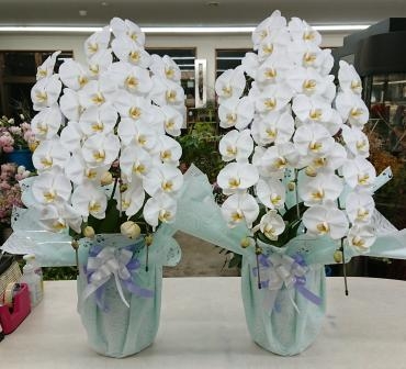 お供え 胡蝶蘭 一対｜「愛花」　（愛媛県松山市の花キューピット加盟店 花屋）のブログ
