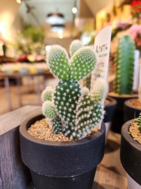 ミニサボテン｜「花里」　（神奈川県逗子市の花キューピット加盟店 花屋）のブログ