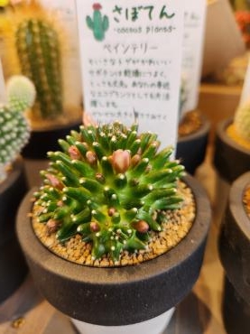 つぼみ｜「花里」　（神奈川県逗子市の花キューピット加盟店 花屋）のブログ