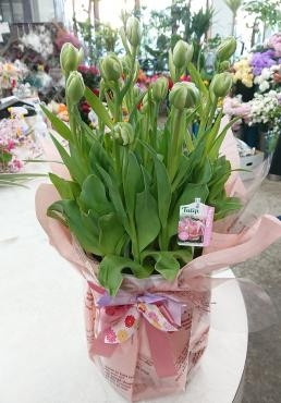 ディスプレイ チューリップ「アンジェリケ」♪｜「愛花」　（愛媛県松山市の花キューピット加盟店 花屋）のブログ