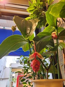 メタモルフォーゼ！！｜「花里」　（神奈川県逗子市の花キューピット加盟店 花屋）のブログ