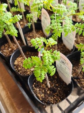 筍のお伴｜「花里」　（神奈川県逗子市の花キューピット加盟店 花屋）のブログ