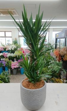お祝い 観葉植物 ユッカ♪｜「愛花」　（愛媛県松山市の花キューピット加盟店 花屋）のブログ