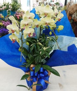 開店祝い ミディ胡蝶蘭「ザルツマン」♪｜「愛花」　（愛媛県松山市の花キューピット加盟店 花屋）のブログ