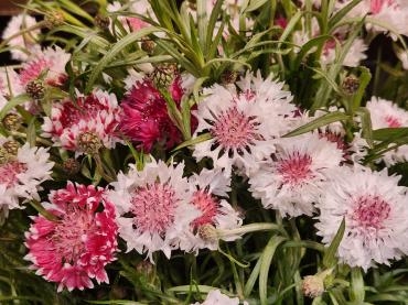 お花畑｜「花里」　（神奈川県逗子市の花キューピット加盟店 花屋）のブログ