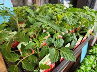 カプレーゼ計画｜「花里」　（神奈川県逗子市の花キューピット加盟店 花屋）のブログ
