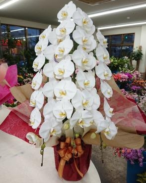 開店祝い 胡蝶蘭(白)三本立♪｜「愛花」　（愛媛県松山市の花キューピット加盟店 花屋）のブログ