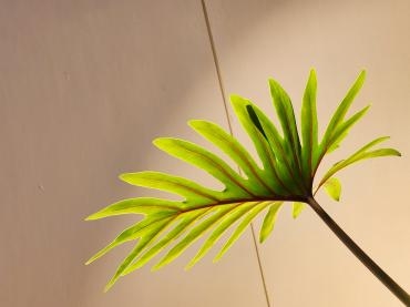 ぱぁあ｜「花里」　（神奈川県逗子市の花キューピット加盟店 花屋）のブログ