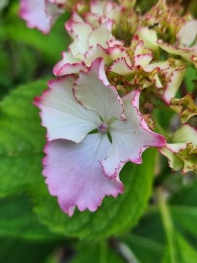あじさいセール！｜「花里」　（神奈川県逗子市の花キューピット加盟店 花屋）のブログ