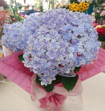 母の日 アジサイ「万華鏡」ブルー♪｜「愛花」　（愛媛県松山市の花キューピット加盟店 花屋）のブログ