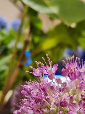 ミリの世界｜「花里」　（神奈川県逗子市の花キューピット加盟店 花屋）のブログ