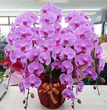 25周年 お祝い 胡蝶蘭 ピンク 五本立♪｜「愛花」　（愛媛県松山市の花キューピット加盟店 花屋）のブログ