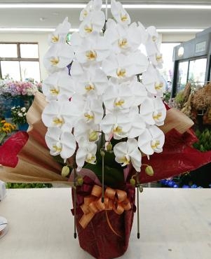 御就任お祝い 胡蝶蘭(白)三本立♪｜「愛花」　（愛媛県松山市の花キューピット加盟店 花屋）のブログ
