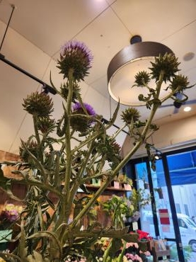 大きいな｜「花里」　（神奈川県逗子市の花キューピット加盟店 花屋）のブログ
