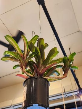 щ(ﾟдﾟщ)｜「花里」　（神奈川県逗子市の花キューピット加盟店 花屋）のブログ