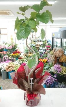 お祝い 観葉植物 フィカス「ウンベラータ」♪｜「愛花」　（愛媛県松山市の花キューピット加盟店 花屋）のブログ