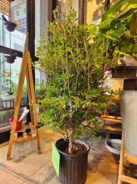 ドウダンツツジ｜「花里」　（神奈川県逗子市の花キューピット加盟店 花屋）のブログ