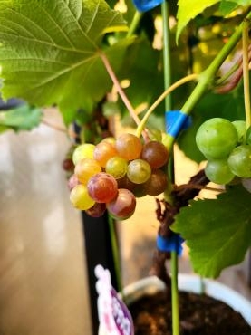 でら｜「花里」　（神奈川県逗子市の花キューピット加盟店 花屋）のブログ