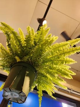 もりもり｜「花里」　（神奈川県逗子市の花キューピット加盟店 花屋）のブログ
