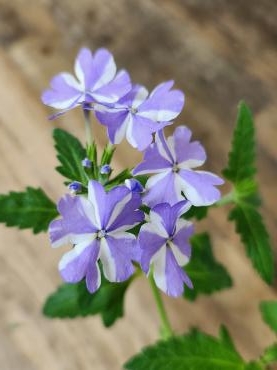 しあわせにね｜「花里」　（神奈川県逗子市の花キューピット加盟店 花屋）のブログ