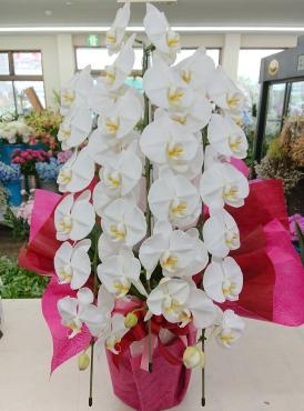当選 お祝い 胡蝶蘭♪｜「愛花」　（愛媛県松山市の花キューピット加盟店 花屋）のブログ