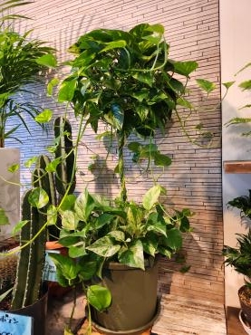 飛び立てない｜「花里」　（神奈川県逗子市の花キューピット加盟店 花屋）のブログ