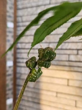 臨時休業のお知らせ｜「花里」　（神奈川県逗子市の花キューピット加盟店 花屋）のブログ