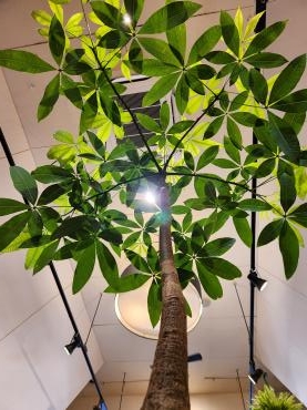 翠のパラソル｜「花里」　（神奈川県逗子市の花キューピット加盟店 花屋）のブログ