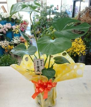 お中元 観葉植物 モンステラ♪｜「愛花」　（愛媛県松山市の花キューピット加盟店 花屋）のブログ