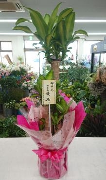 御中元 観葉植物 幸福の木♪｜「愛花」　（愛媛県松山市の花キューピット加盟店 花屋）のブログ