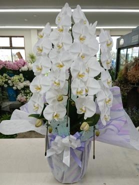 お供え 胡蝶蘭三本立｜「愛花」　（愛媛県松山市の花キューピット加盟店 花屋）のブログ