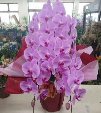 バレエ発表会 お祝い 胡蝶蘭♪｜「愛花」　（愛媛県松山市の花キューピット加盟店 花屋）のブログ