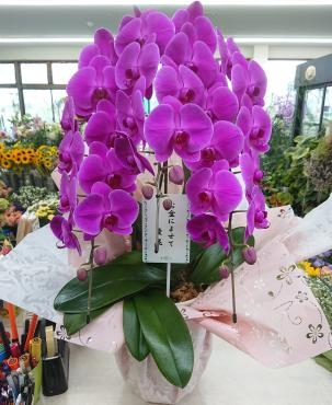 お盆によせて お供え 胡蝶蘭(ピンク)｜「愛花」　（愛媛県松山市の花キューピット加盟店 花屋）のブログ