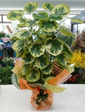 お祝い 観葉植物 ポリシャス フリスビー「煌」｜「愛花」　（愛媛県松山市の花キューピット加盟店 花屋）のブログ